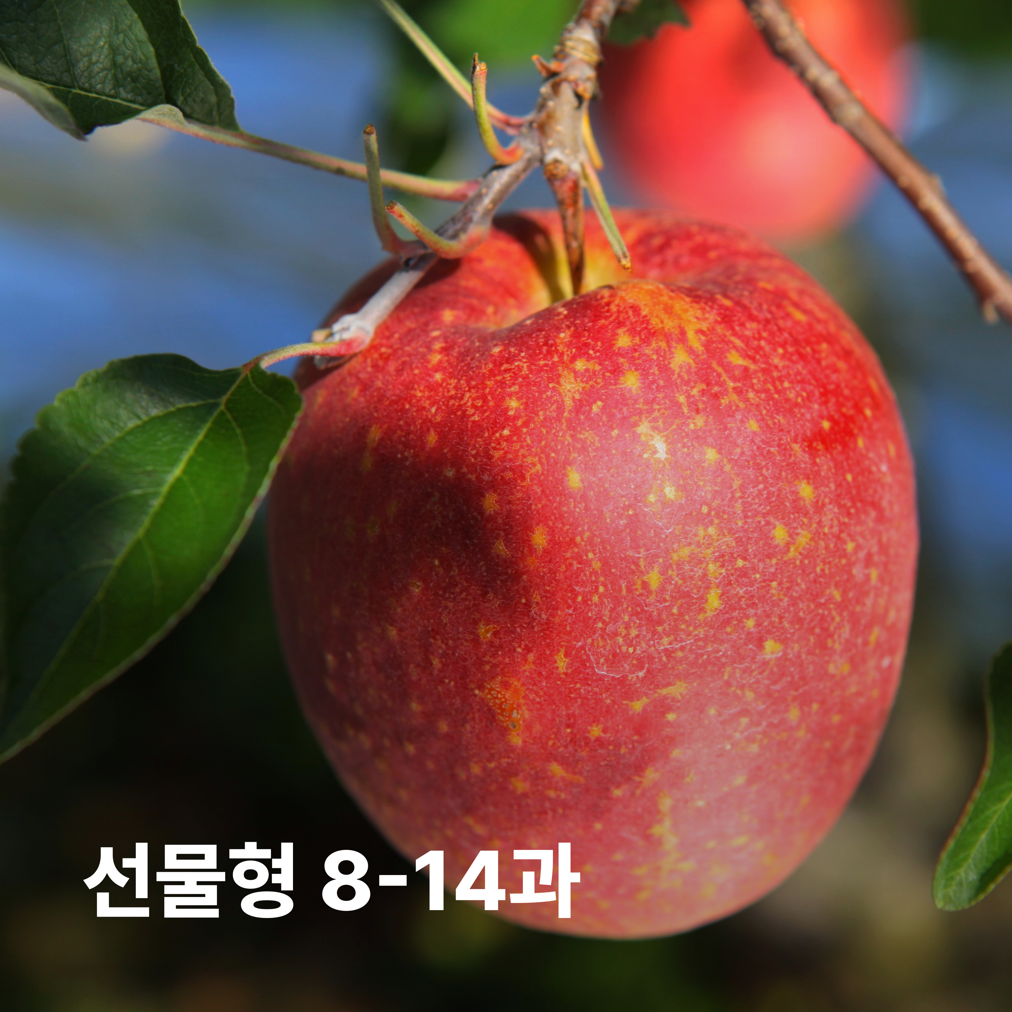 [선물형ㅣ오! 감홍] 8개-14개