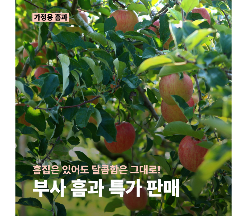 [비품:가정용] 부사 대과ㅣ9~14과ㅣ흠과 구성